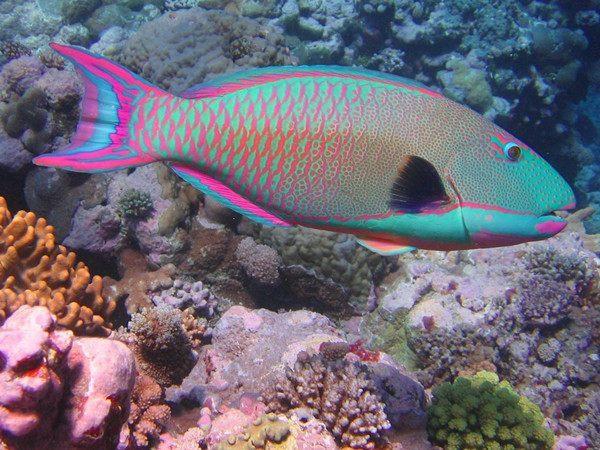 虹彩鹦嘴鱼虹彩鹦嘴鱼(rainbow parrot fish)得名于它的鸟类的喙,这