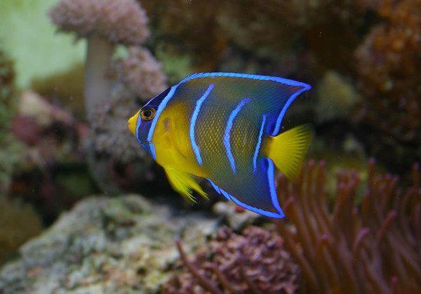 女王神仙女王神仙(holacanthus ciliaris)学名额斑刺蝶鱼,广泛分布于