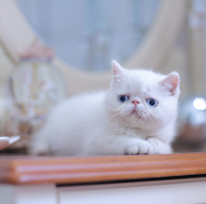 出售宠物猫咪活体家养纯种加菲猫活体 异国短毛猫 白色蓝眼萌宠