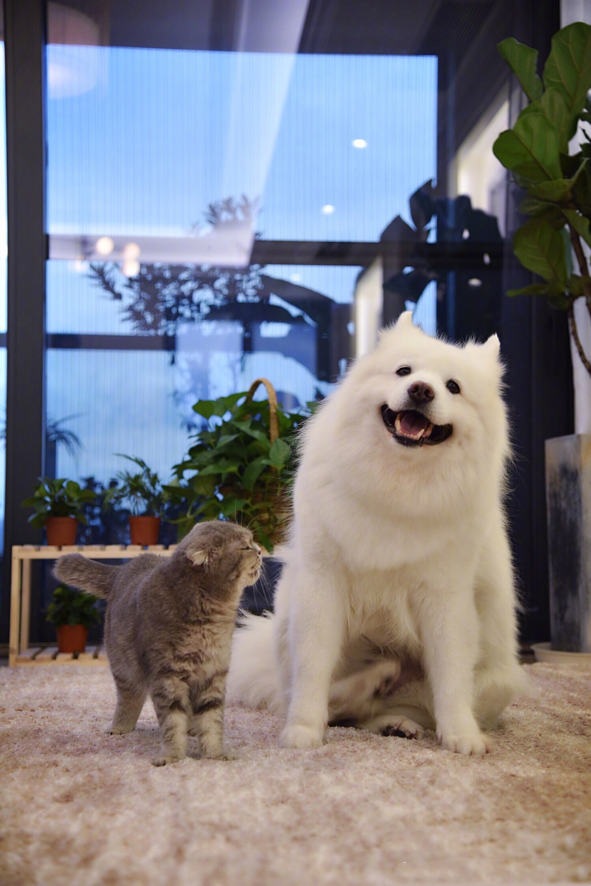 妞妞和端午