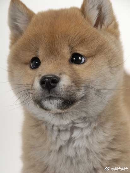 柴犬柴犬的微博_微博