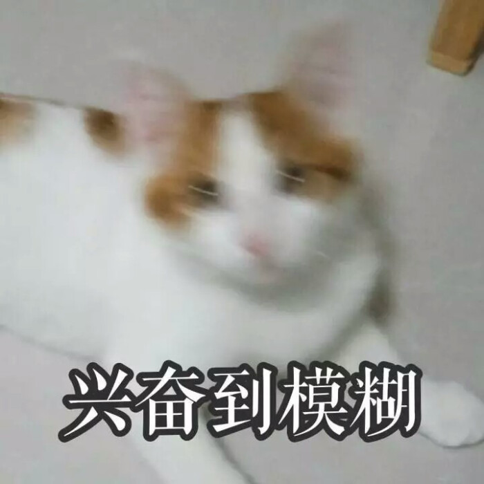 兴奋 猫 表情包