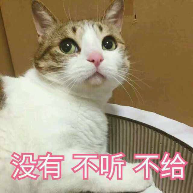 猫咪表情包