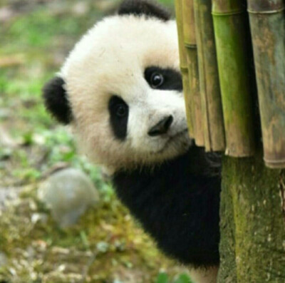 大熊猫 可爱 头像