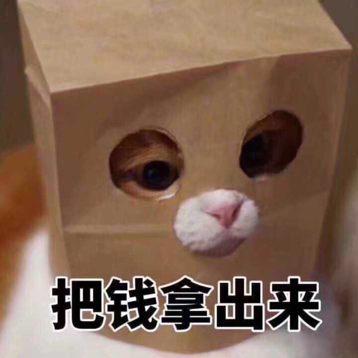 可爱,萝莉,猫猫表情包.