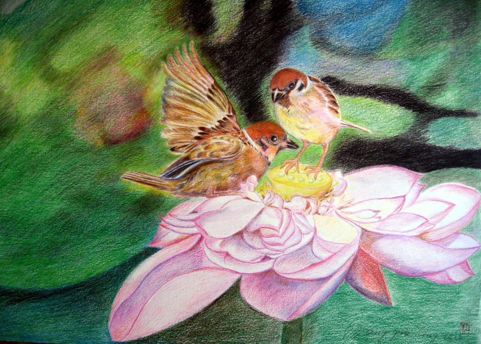 彩铅画 花卉 小鸟