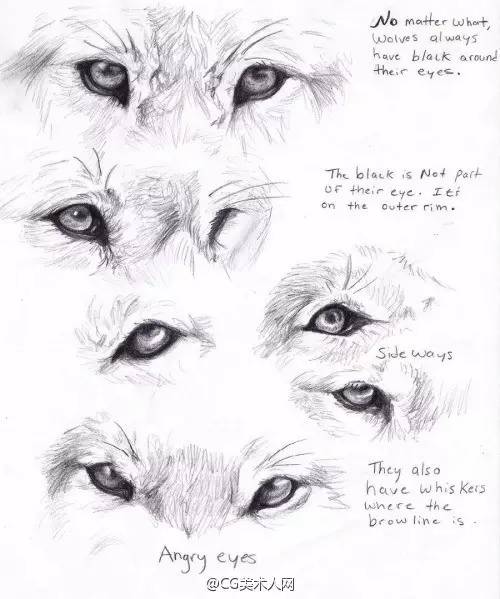 狼眼睛 