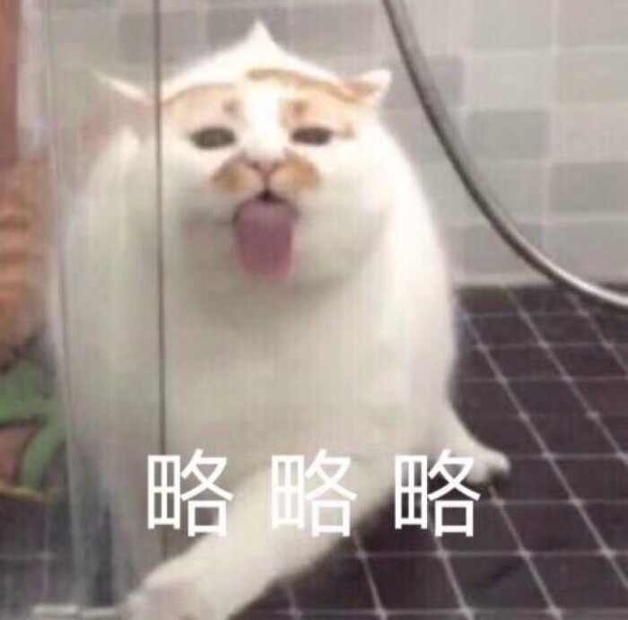 猫咪 略略略 表情包