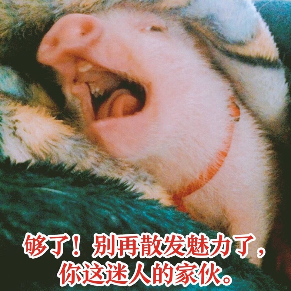 猪的表情包