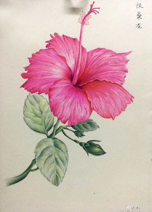 彩铅花卉