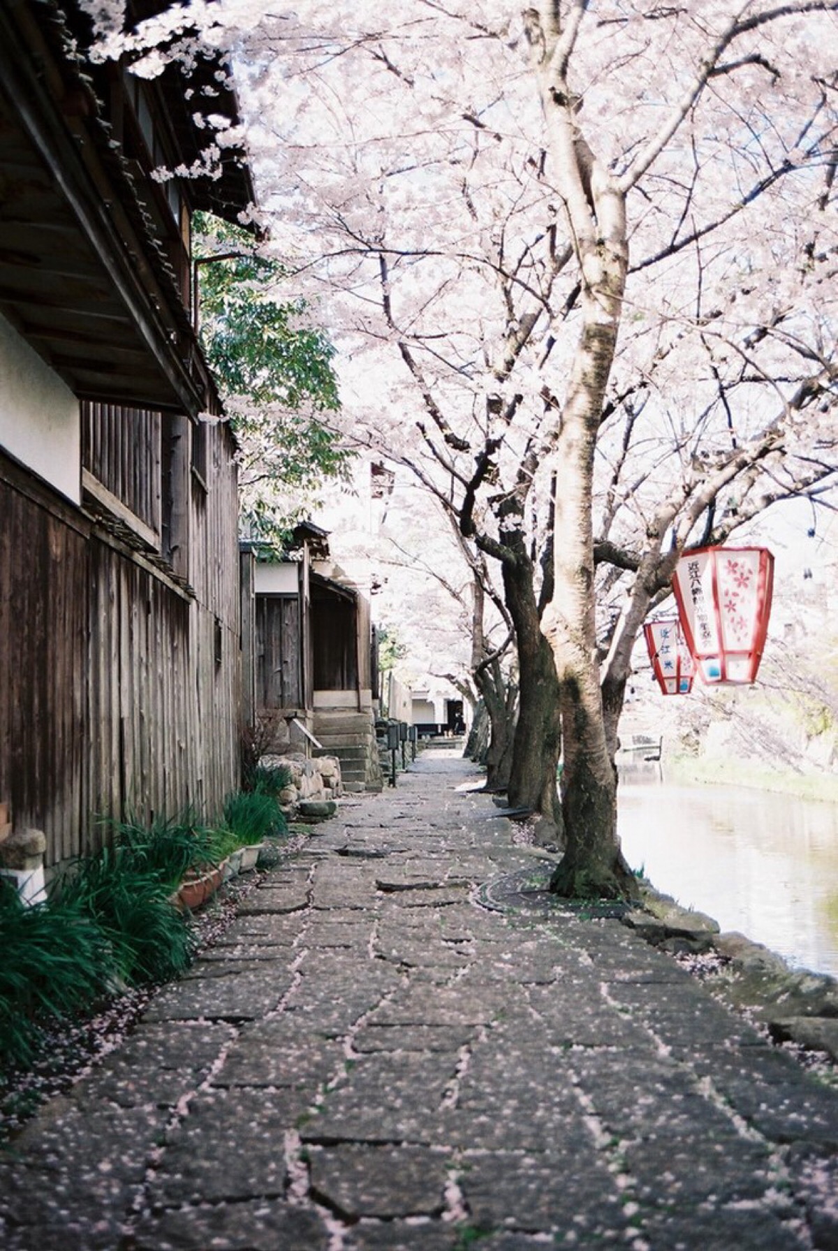 は蛋|日本|河边樱花树小巷