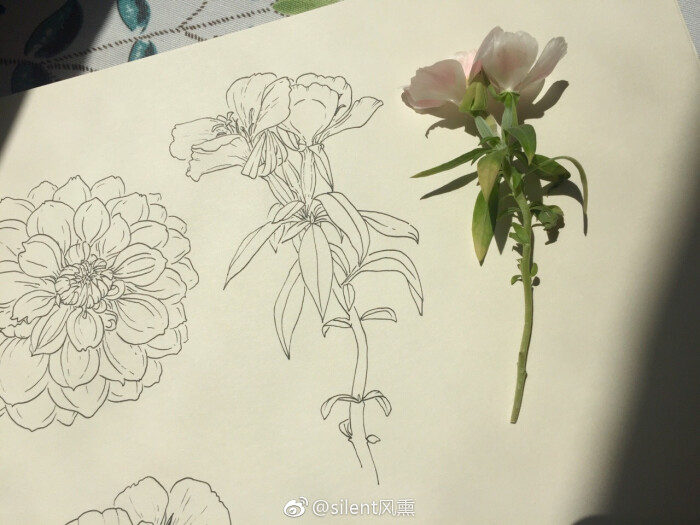 一组植物写生线描[鲜花][鲜花][鲜花]#钢笔写生# (作者:@silent风熏)