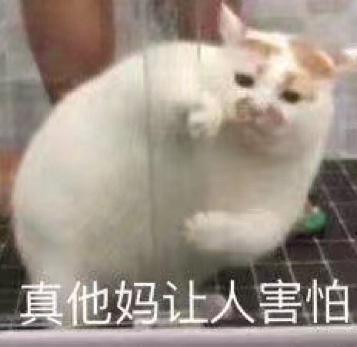 猫咪表情包