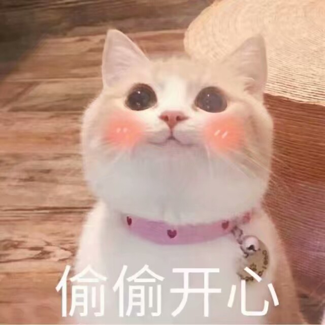 表情包,猫咪