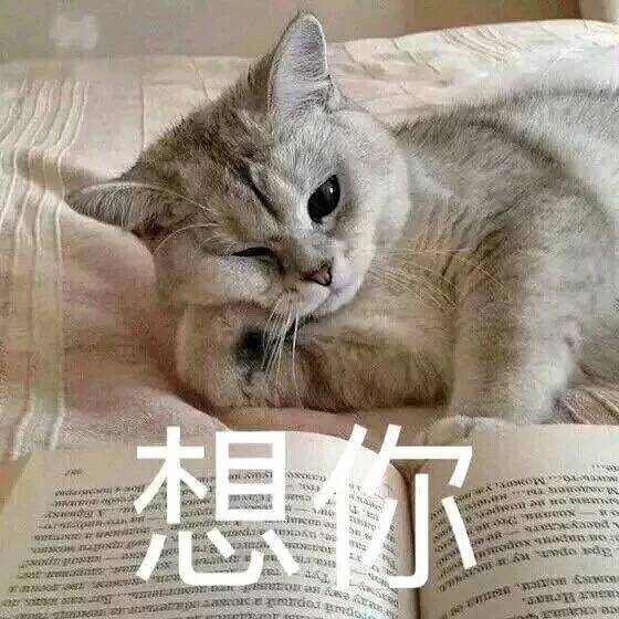 表情包 猫