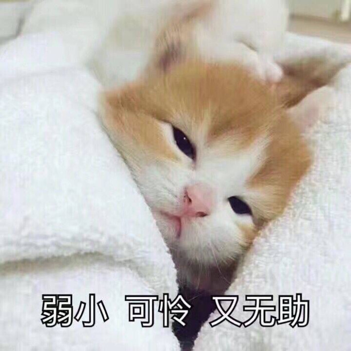 萌宠,猫咪表情包