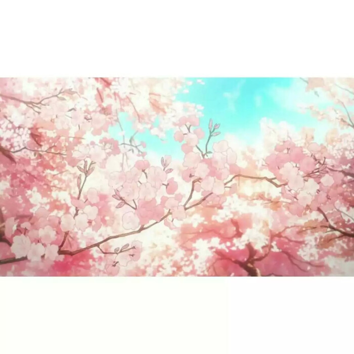 樱花树 动漫 壁纸 校园 唯美 意境