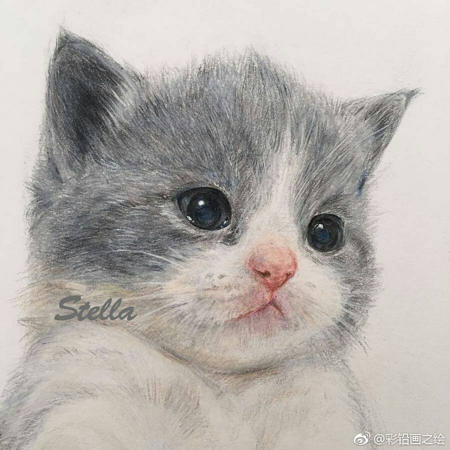 【彩铅手绘】猫咪 图源:@彩铅画之绘