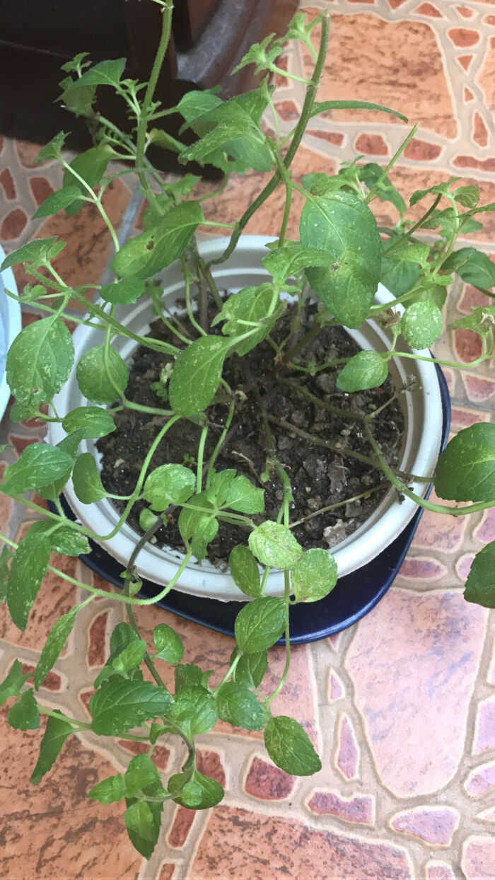 植物生病了怎么办?