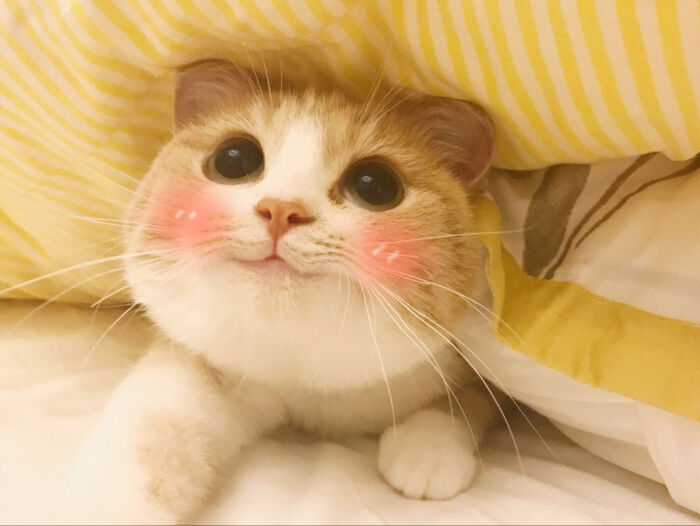 daisy妤故の猫 小奶猫 可爱 猫星人