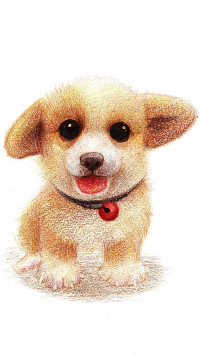 柯基小壁纸