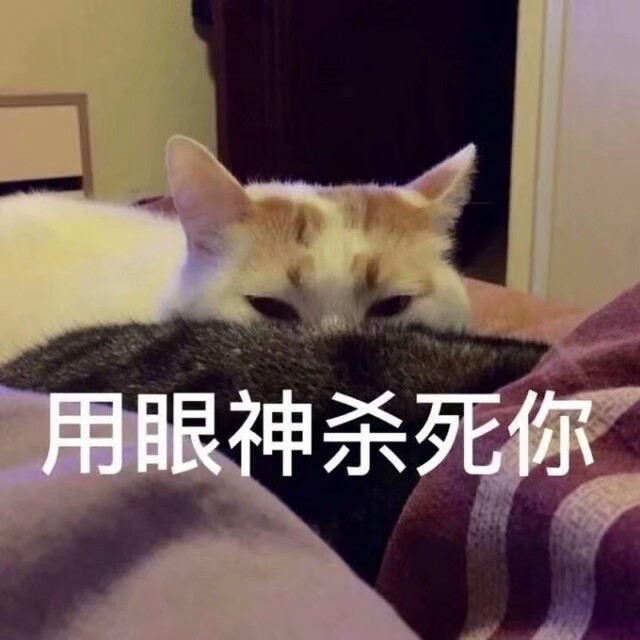 猫奴表情包