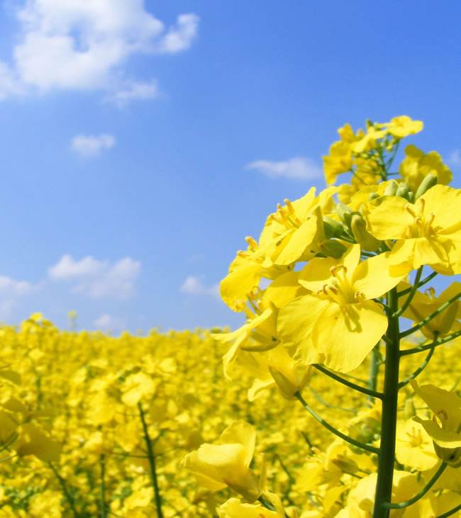 油菜花,别名芸薹(yun tai),拉丁文名brassica campestris,原产地在