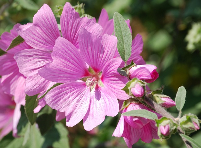 锦葵(学名:malva sinensis cavan.