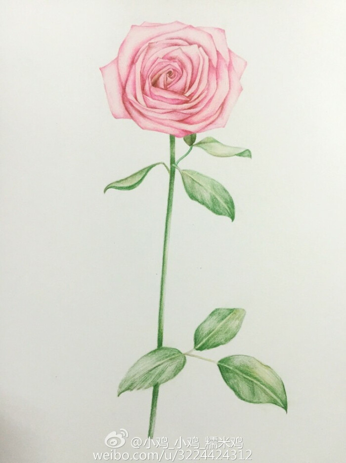 彩铅手绘花卉