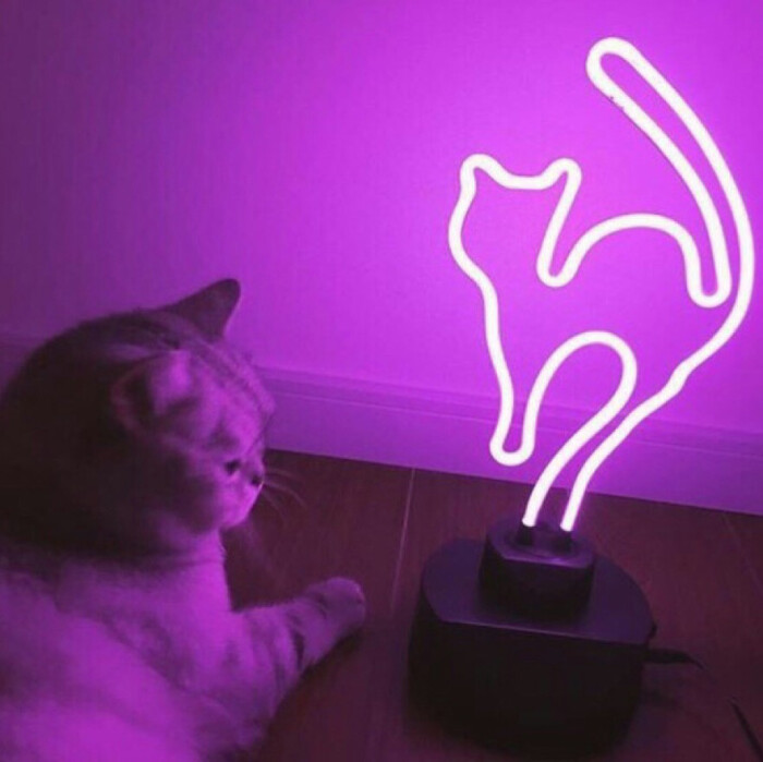 紫色 吸猫 头像 霓虹 灯光 唯美图片 -堆糖,美好