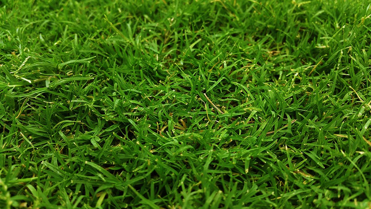 野草高清壁纸grass