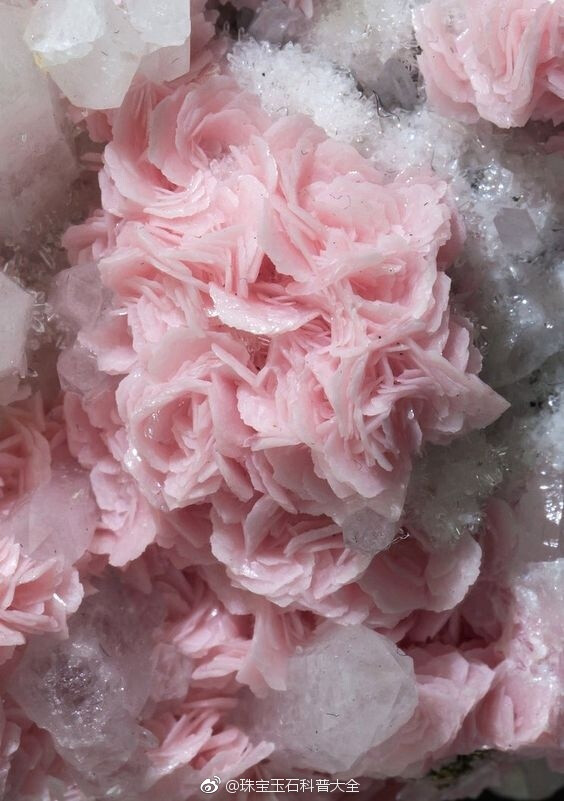 盛开在水晶上的 菱锰矿 rhodochrosite 玫瑰