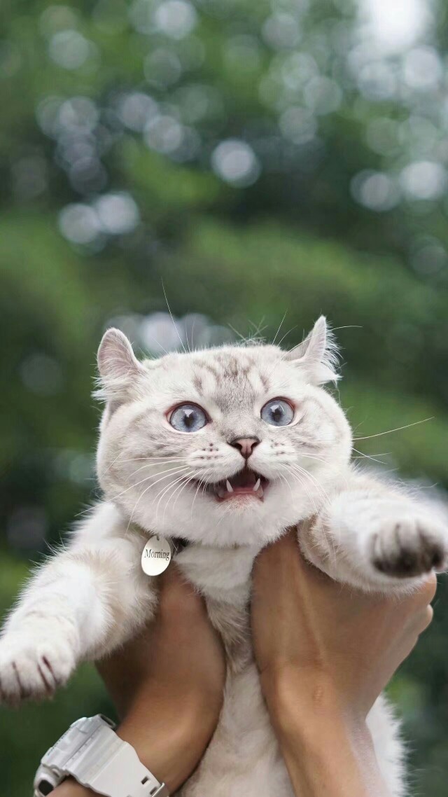 小猫咪 高清壁纸