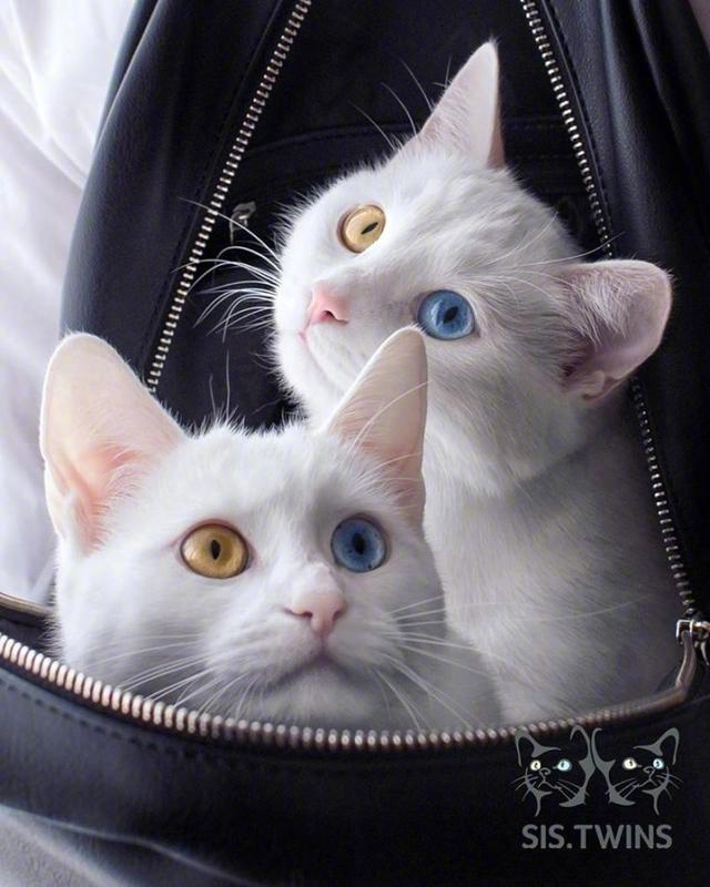 异瞳姐妹猫