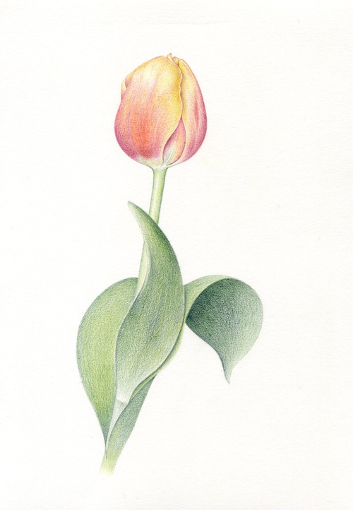 彩铅手绘花卉——