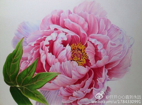 彩铅画花,牡丹,16开,飞乐鸟私藏彩铅纸.