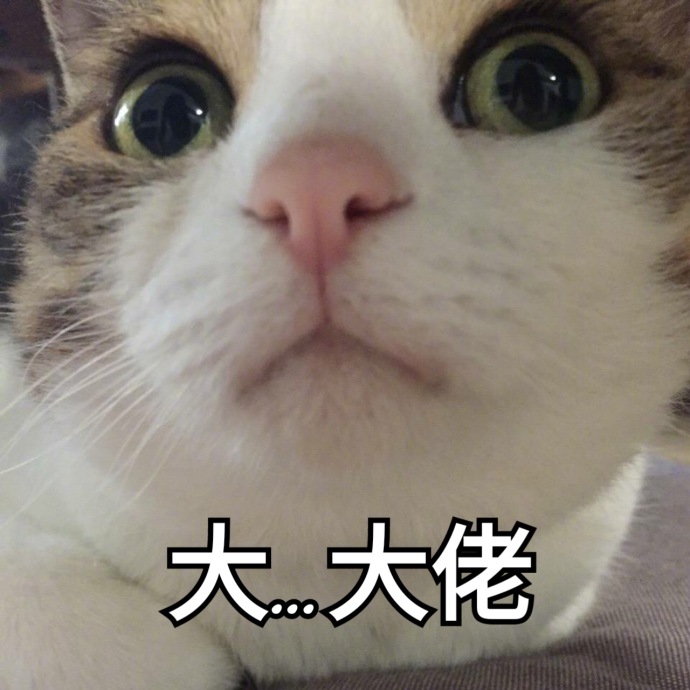 猫咪表情包