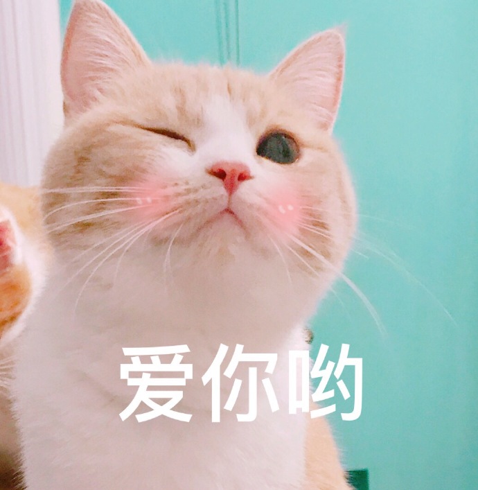 猫咪表情包