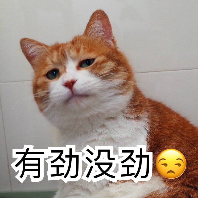 猫咪表情包