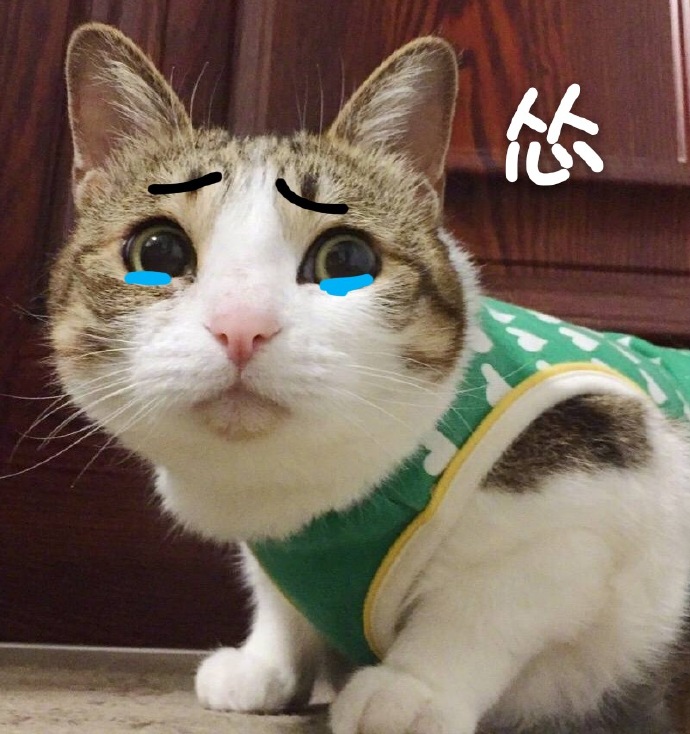 猫咪表情包