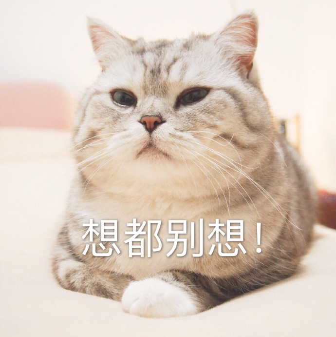 猫咪表情包