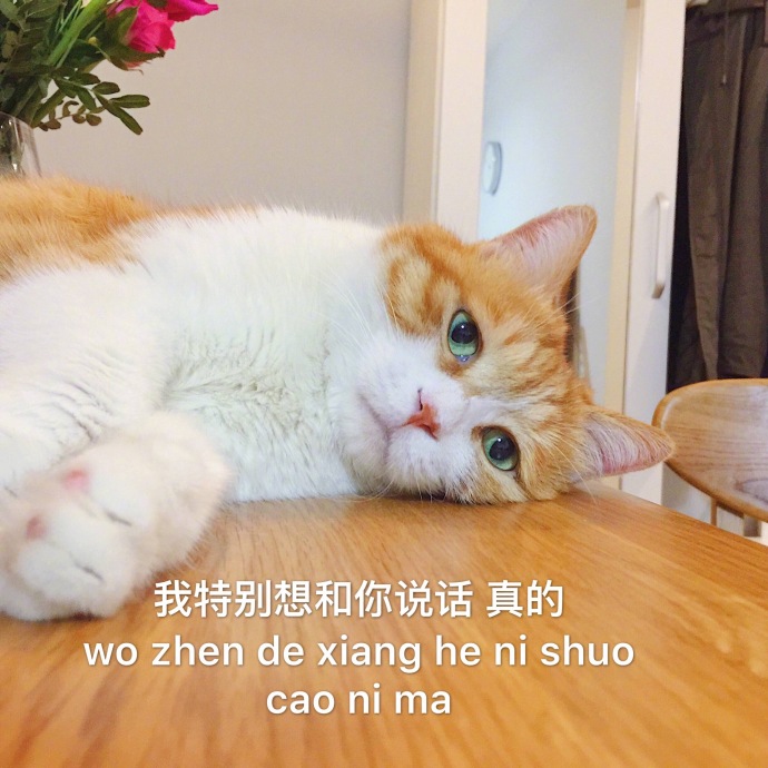 猫咪表情包