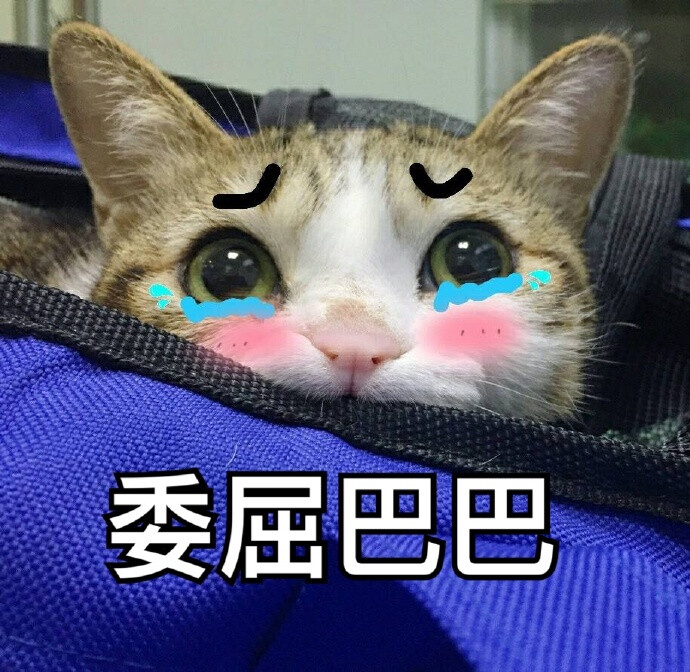 猫咪表情包