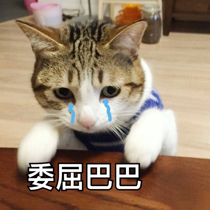 猫咪表情包