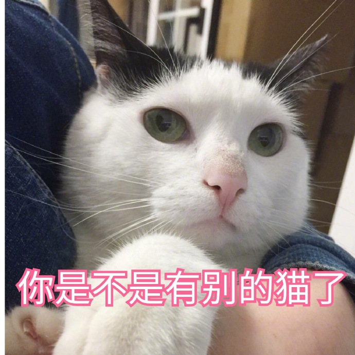 猫咪表情包