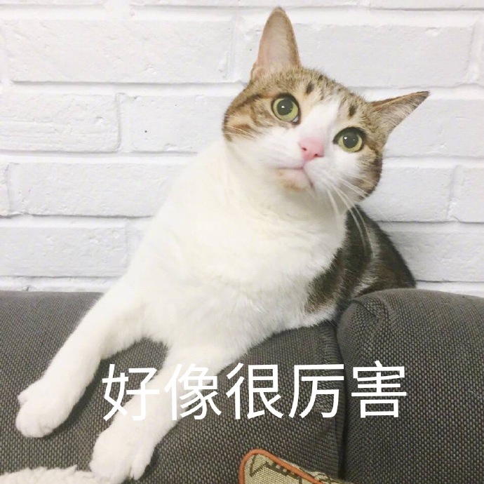 猫咪表情包