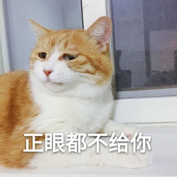 猫咪表情包