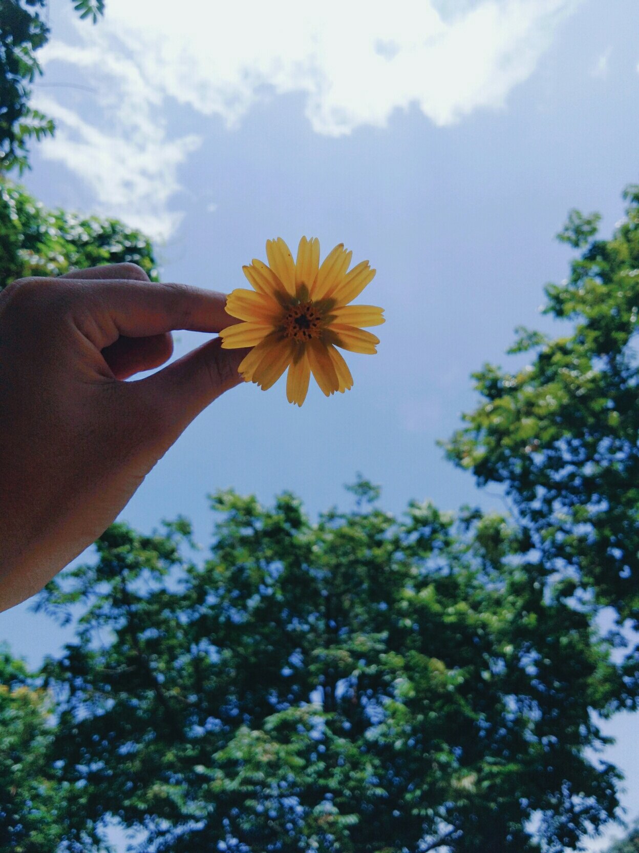 一朵小花代表你的爱