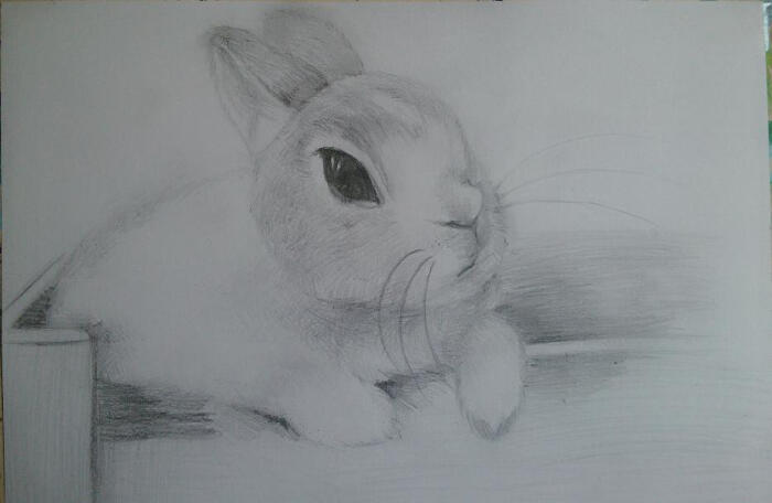 素描画的小兔可爱