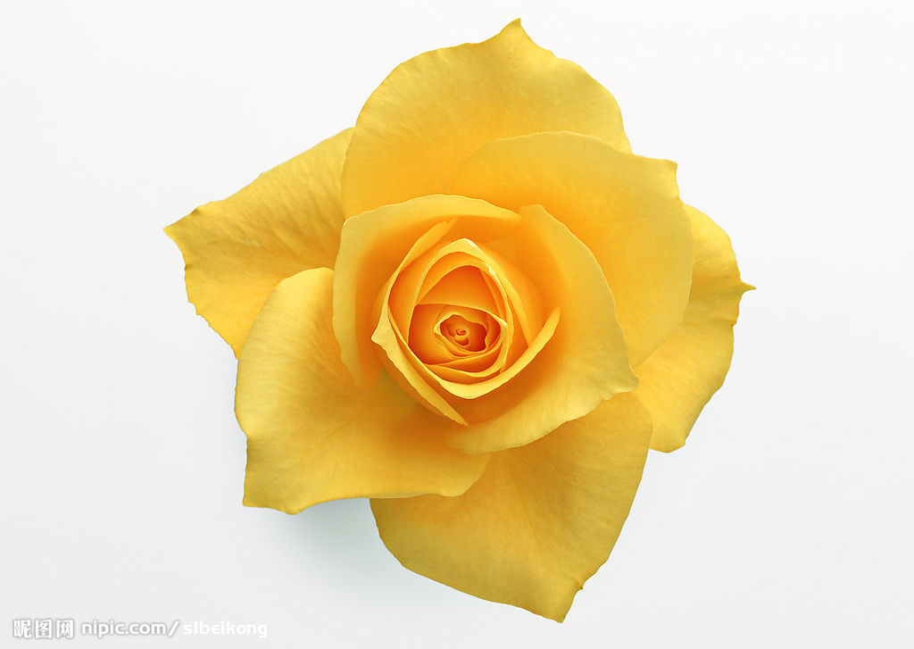 玫瑰花 